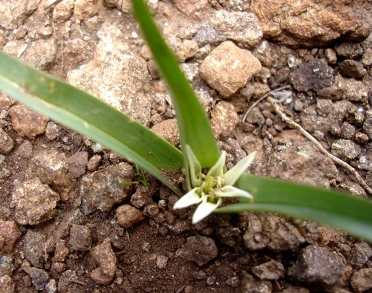 Colchicum natalense flowering